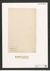 Navicula placentula (Ehr.) Kuetz. (de-Toni-Nr.: Genus 1, Species 137) Zeichnungen Sammlung Grunow (NHMW-BOT-W0366728)